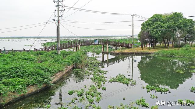 阳澄湖吃大闸蟹旅游攻略（阳澄湖莲花岛品鲜大闸蟹之旅）(10)