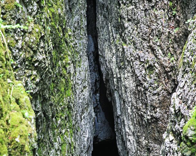 重庆金佛山两日游攻略（玩转重庆金佛山）(18)