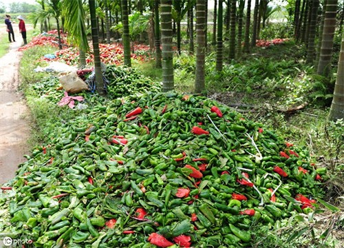 辣椒烂果用什么药好(辣椒烂果图片及防治)