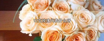 ​玫瑰12支代表什么意思呀 16支玫瑰的意思