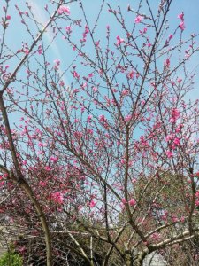 ​什么桃花醉好喝(桃花可以和什么一起泡水喝)