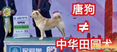 ​不是每只中华田园犬都叫「唐犬」